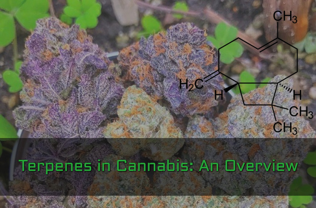 Terpenes in Cannabis: An Overview