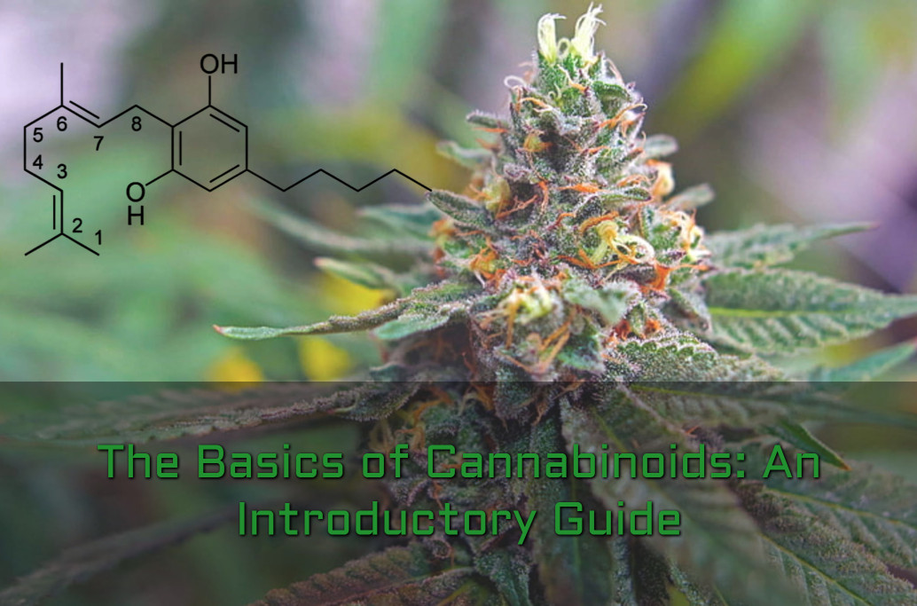 The Basics of Cannabinoids: An Introductory Guide