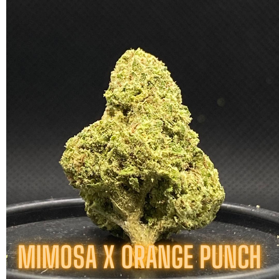 Mimosa x Orange Punch